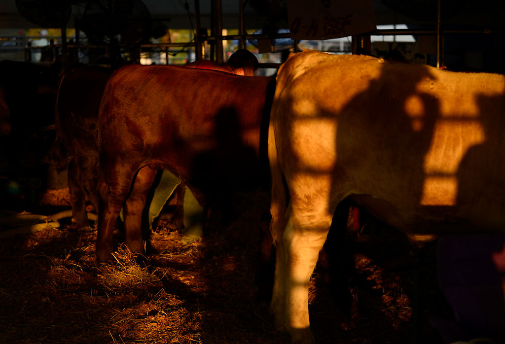 Cows wait in the cattle tent before auction